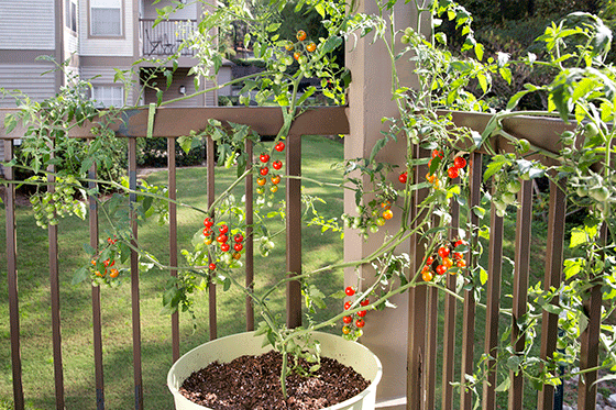 How to Grow Tomatoes in Pots 4a321619-1551-4f3d-9b47-2837f6aa3bce