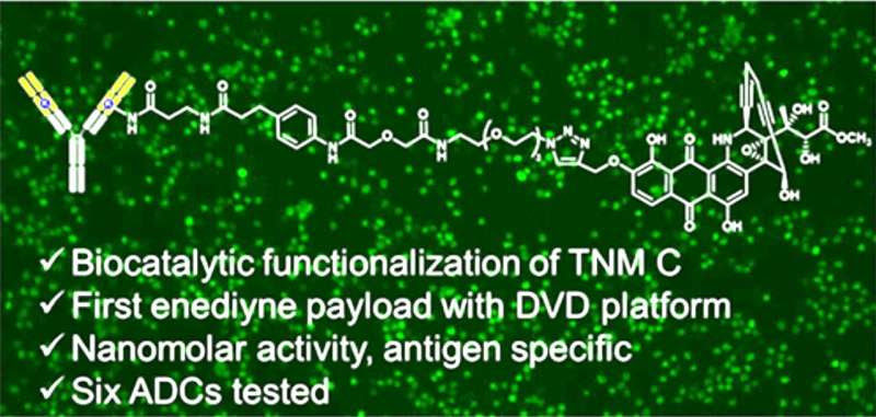 Wertheim UF Scripps Institute researchers make major advance with cancer-killing antibody-drug conjugates