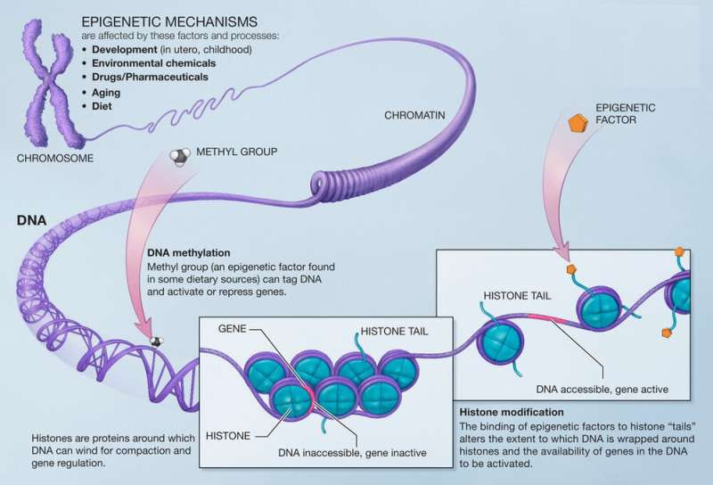 Identifying DNA regions affected by lifestyle and environmental risk factors could pinpoint avenues for ALS treatment