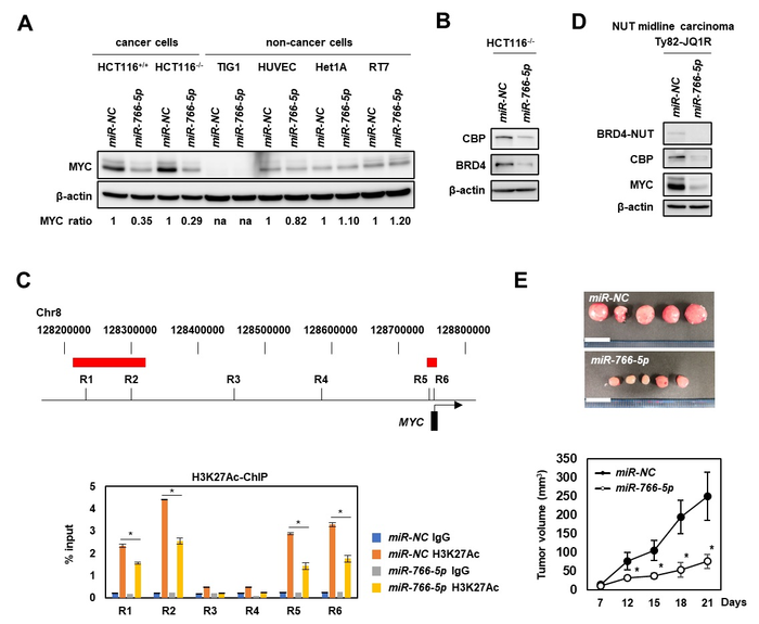 Figure 1. Tumor suppressive functions of miR-766-5p