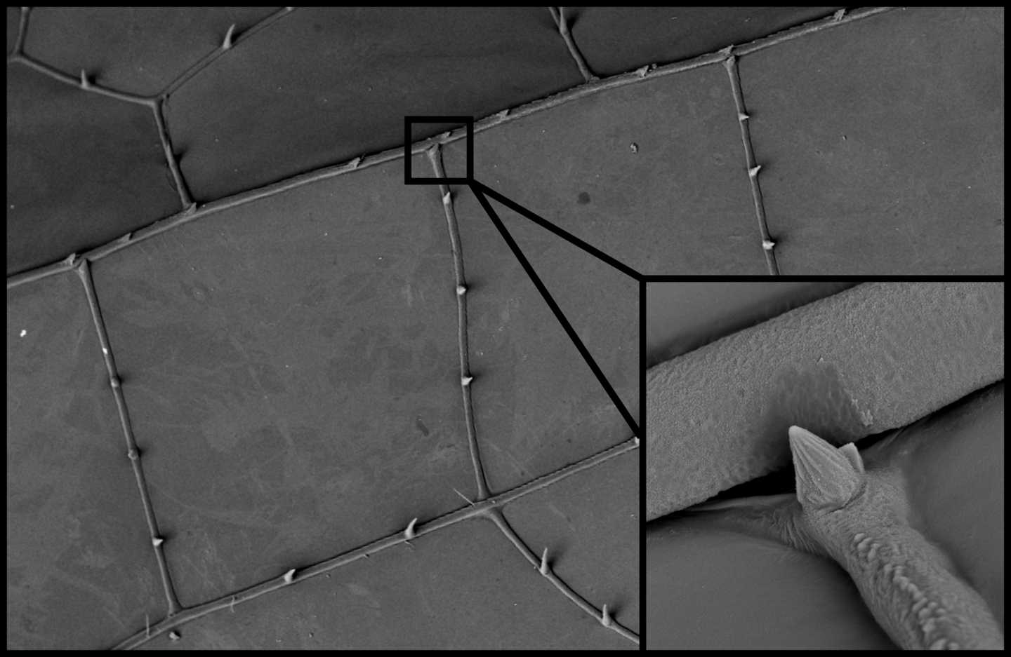 A microscopic image of dragonfly wings depicting the unique joints