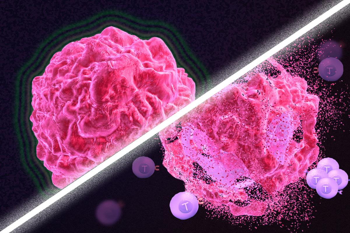 Scientists have discovered a new way to enhance the ability of T cells to fight tumors