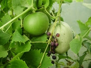 Melon 'Country Taste' climbing through grape 'Muscat Bleu' 21.8.13