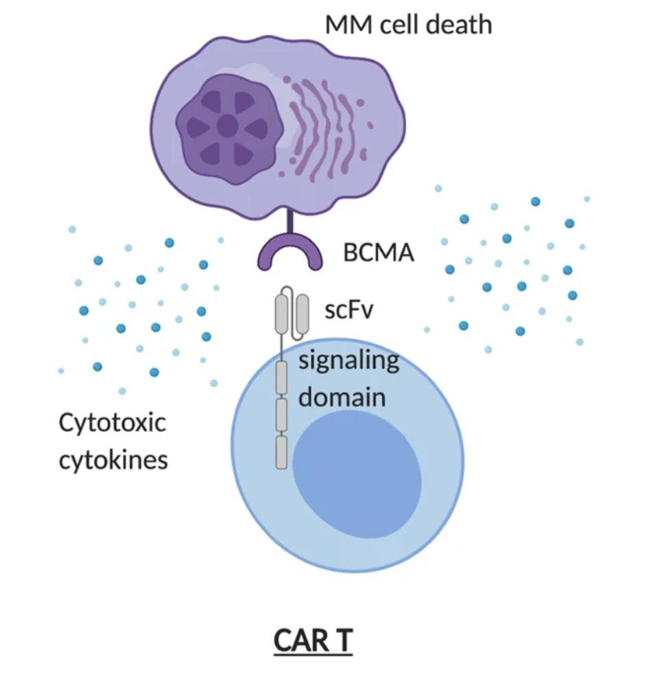 CAR T cell binds to BCMA antigen on multiple myeloma cell