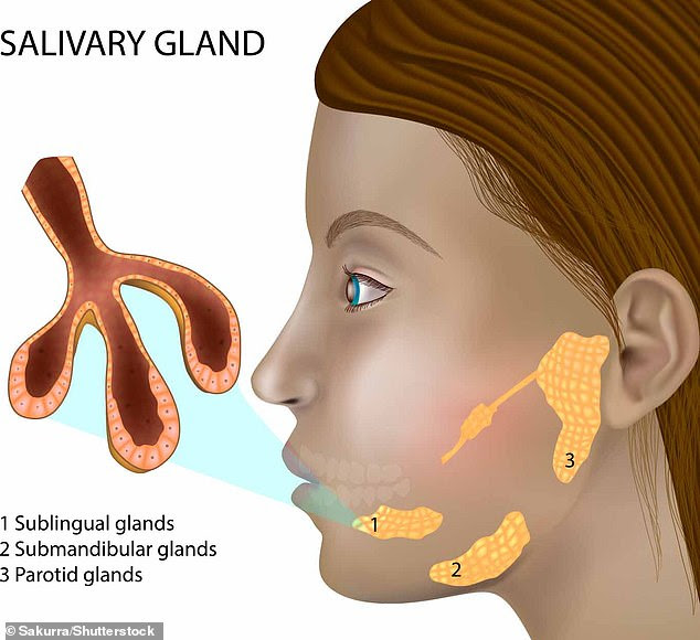 There are three major salivary glands in the mouth, the parotid glands, the submandibular glands, and the sublingual glands. These are found in front of the ears, below the jaw and under the floor of the mouth. Parotid glands are the largest while the submandibular gland is the size of a walnut and the sublingual glands are the size of almonds