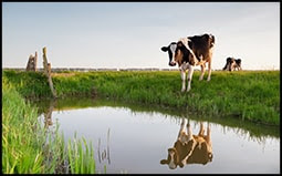 The figure shows a cow on a green pasture by a pond.