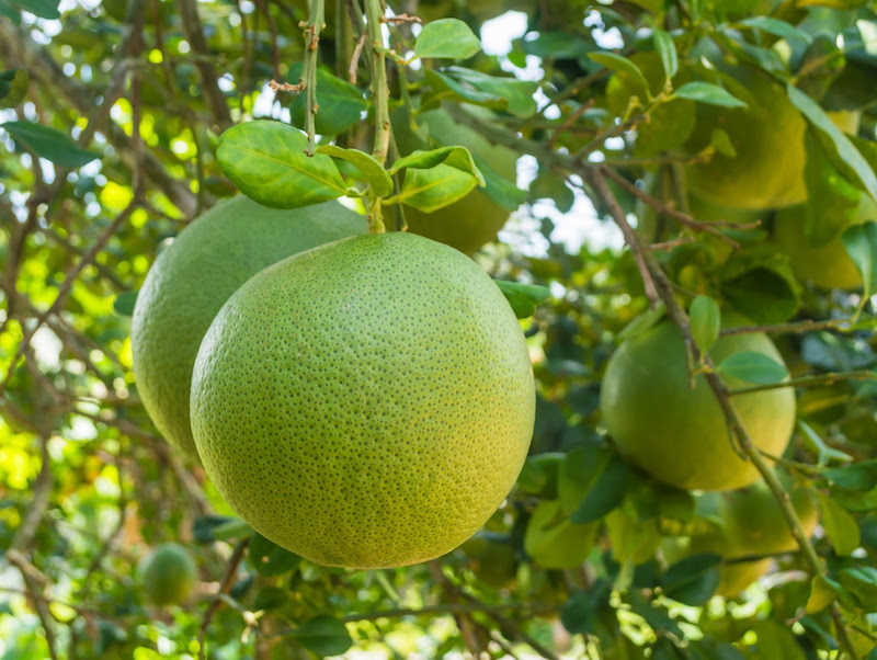 quả bưởi