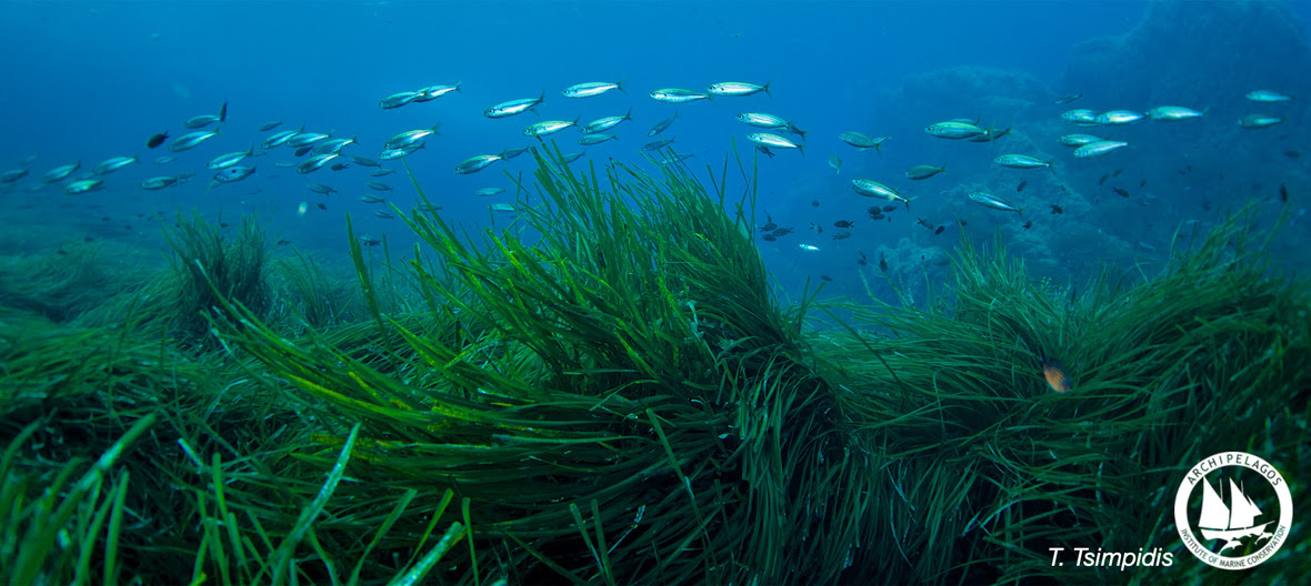 Posidonia Post