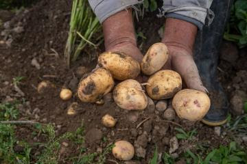 Agrobanco financió producción de 375.000 toneladas de papa a nivel nacional