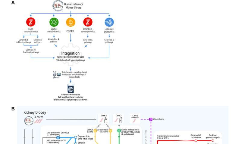 A reference tissue atlas for the human kidney