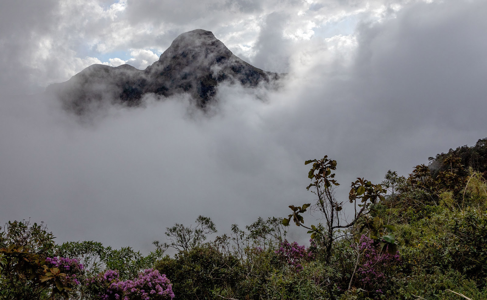 Andean cloud forest landscape