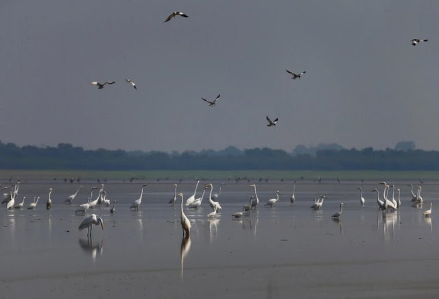 Gaivotas e urubus sobrevoam rio Solimes