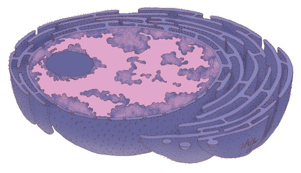 An illustration of the bottom half of a sphere surrounded by a mazelike structure.