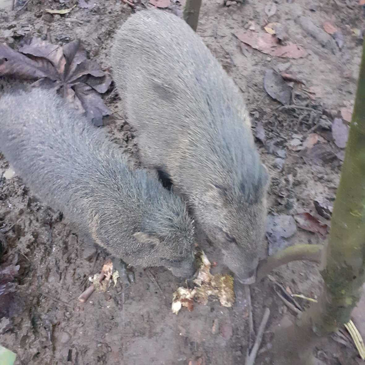 Two peccaries eating a castana fruit on the ground