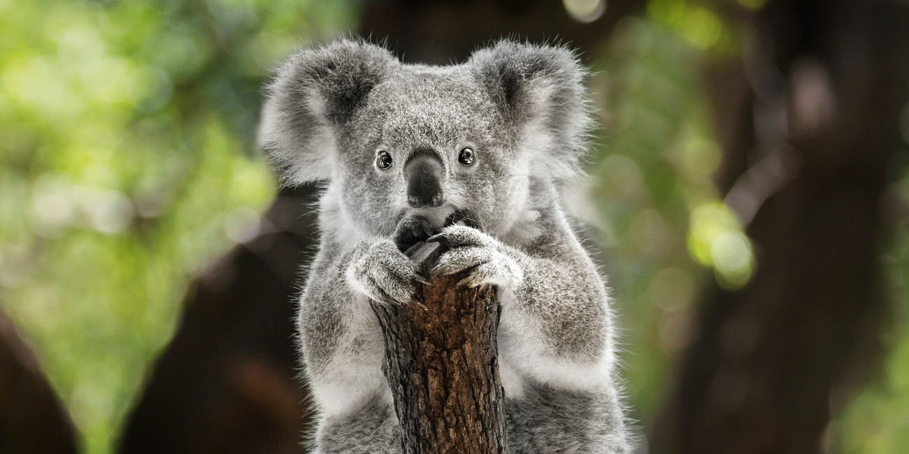 A lone koala clutches the edge of a tree branch.