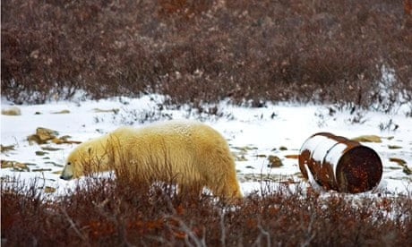 Polar bear in Bay of Hudson Canada