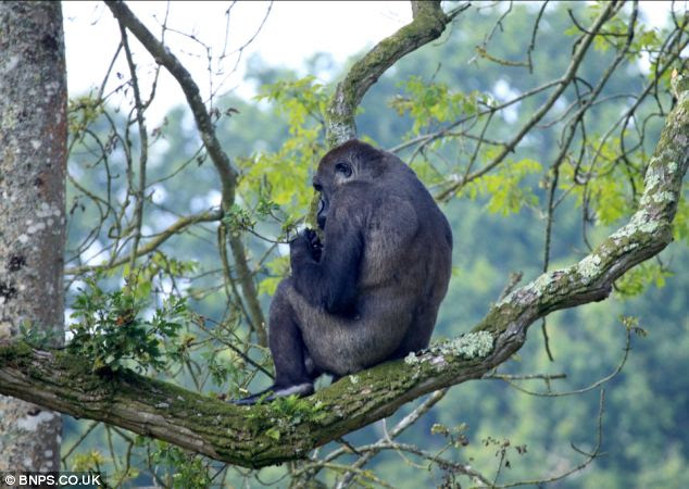 Daring: Brave Alf, the western lowland gorilla, stunned keepers at Longleat Safari Park, when he scaled the great heights of a 40ft oak tree