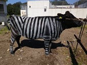 Japonští vědci zkusili nabarvit krávu jako zebru. Zjistili, že daleko méně...