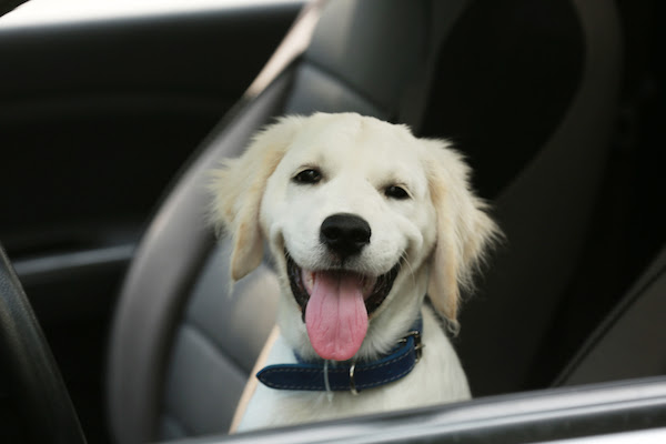 5 reasons to use a dog seat belt
