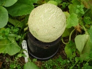 Melon 'Emir' ripening on an upturned 2litre pot 20.8.13