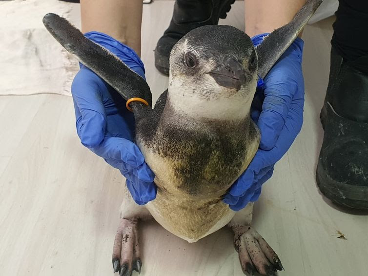 PMP-BS/Agência Petrobras Pinguim em reabilitacão