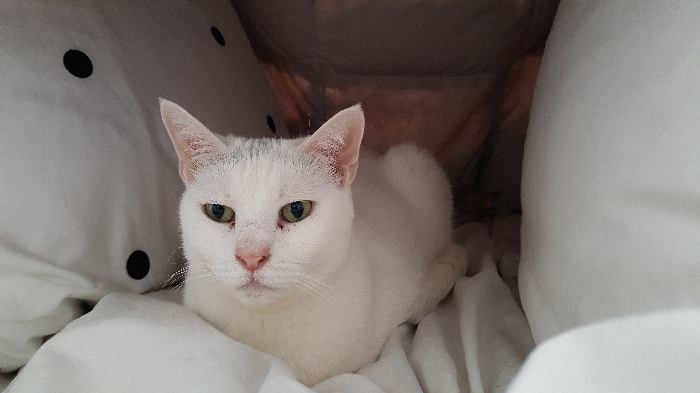 Smudgelette, a white cat, lying down on soft bedding.