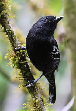 Variable Antshrike