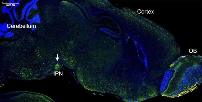 Intranasal CRISPR psychotropics