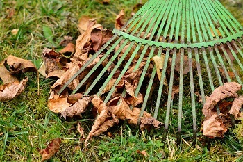 bottom part of a bright green rake, placed over a pile of dried, brown, curled leaves that are spread over green grass