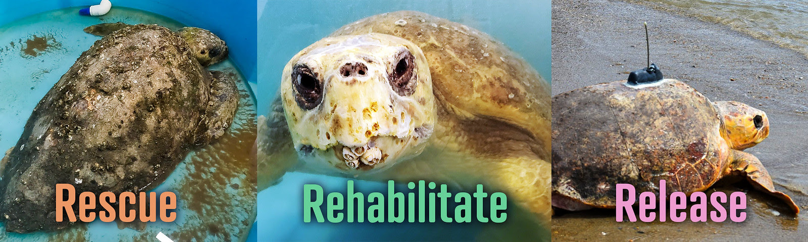 Rescue Rehabilitate Release