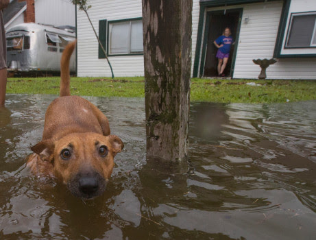 Chained Dogs Abandoned to Die Alone in Hurricane Harvey Floods (Videos)