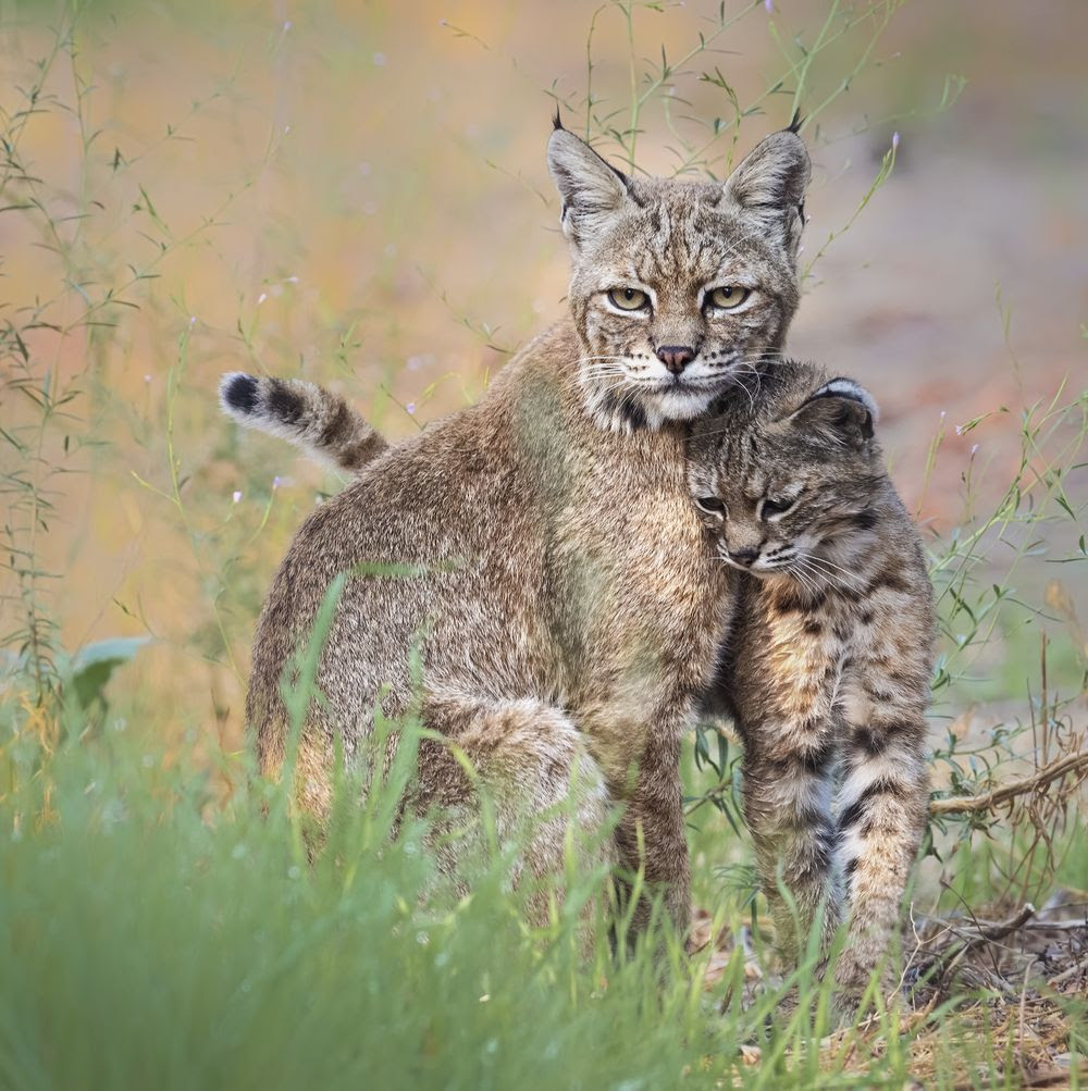 On this Spring evening I decided to head out for a short hike. With limited time and exploring a new area, I didn’t expect to see much, and was thrilled to run into a bobcat and her kitten. Mom took the lead as they moved at a steady pace for a while, but the kitten couldn’t resist showing her affection to mom. Whenever they stopped, she would rub her head against her mother’s head, creating touching moments such as this one.