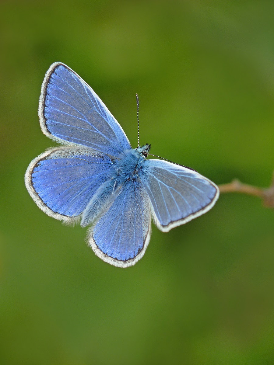 The Common Blue - picture by Neil Hulme