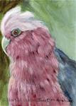 Galah ACEO - Posted on Thursday, December 18, 2014 by Janet Graham