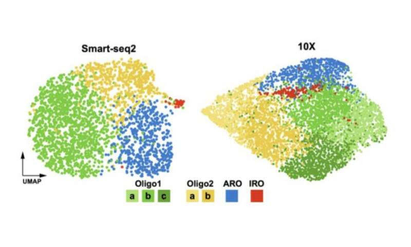 Study shows that adaptive immune responses can cause cellular loss in the aging brain