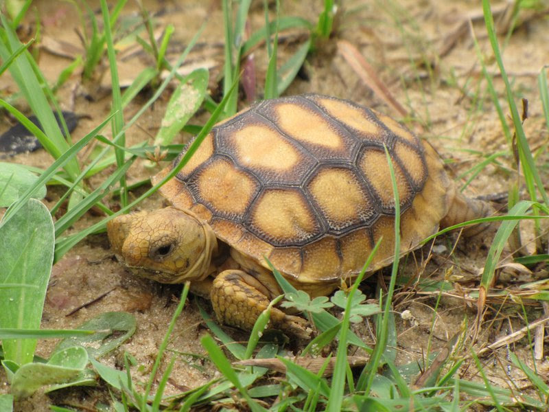 Baby_Gopher_Tortoise_Randy_Browning_USFWS_FPWC.jpg