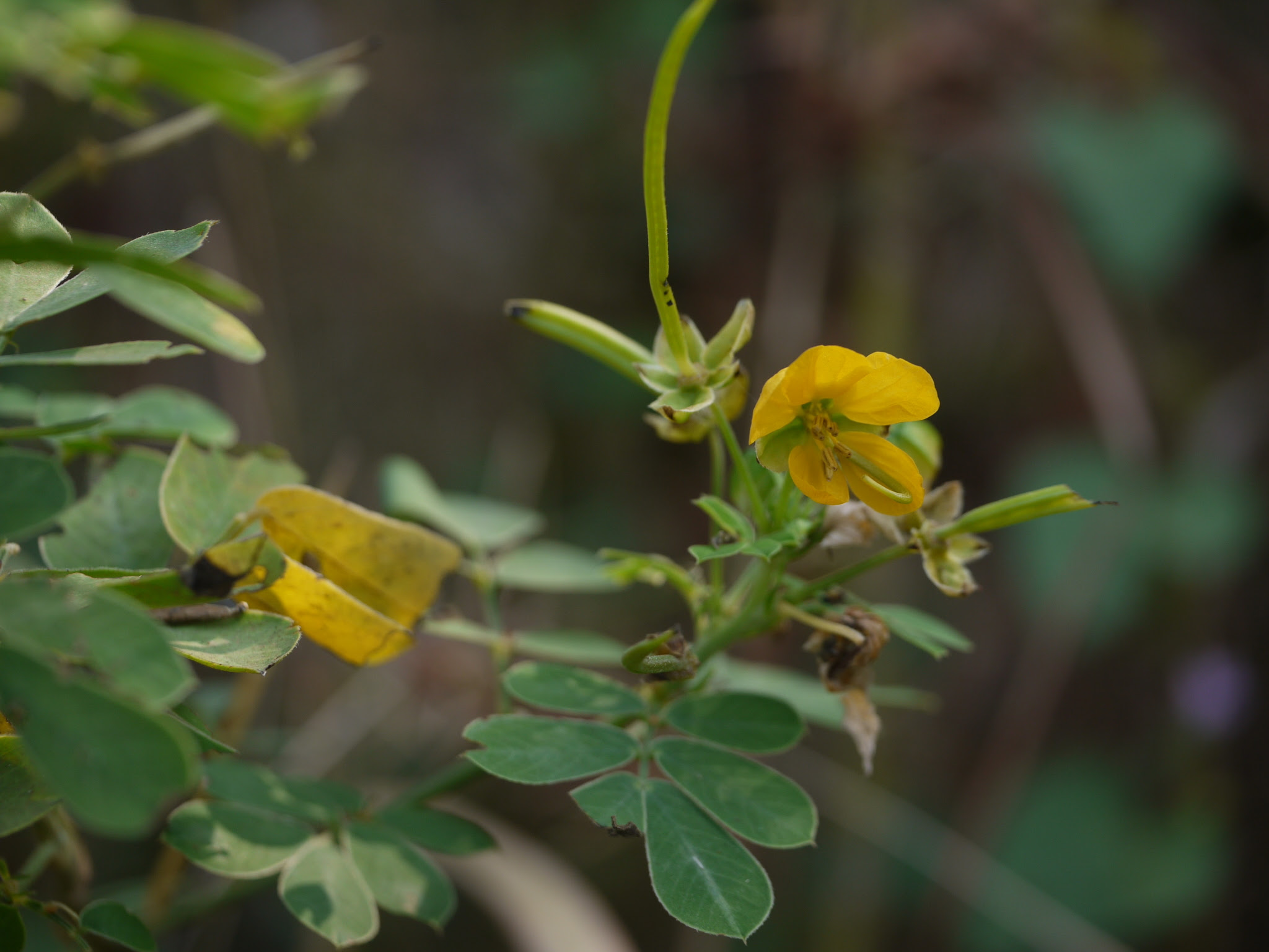Senna obtusifolia (L.) H.S.Irwin & Barneby