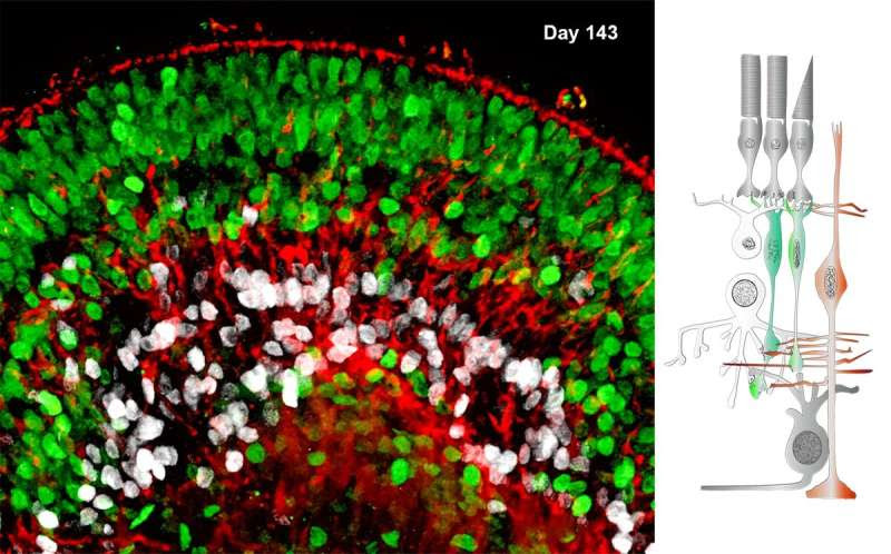 SARS-CoV-2 infects and replicates in photoreceptor and retinal ganglion cells of human retinal organoids