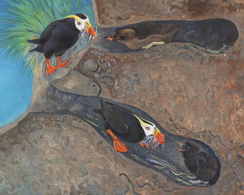 Puffin Burrows.jpg