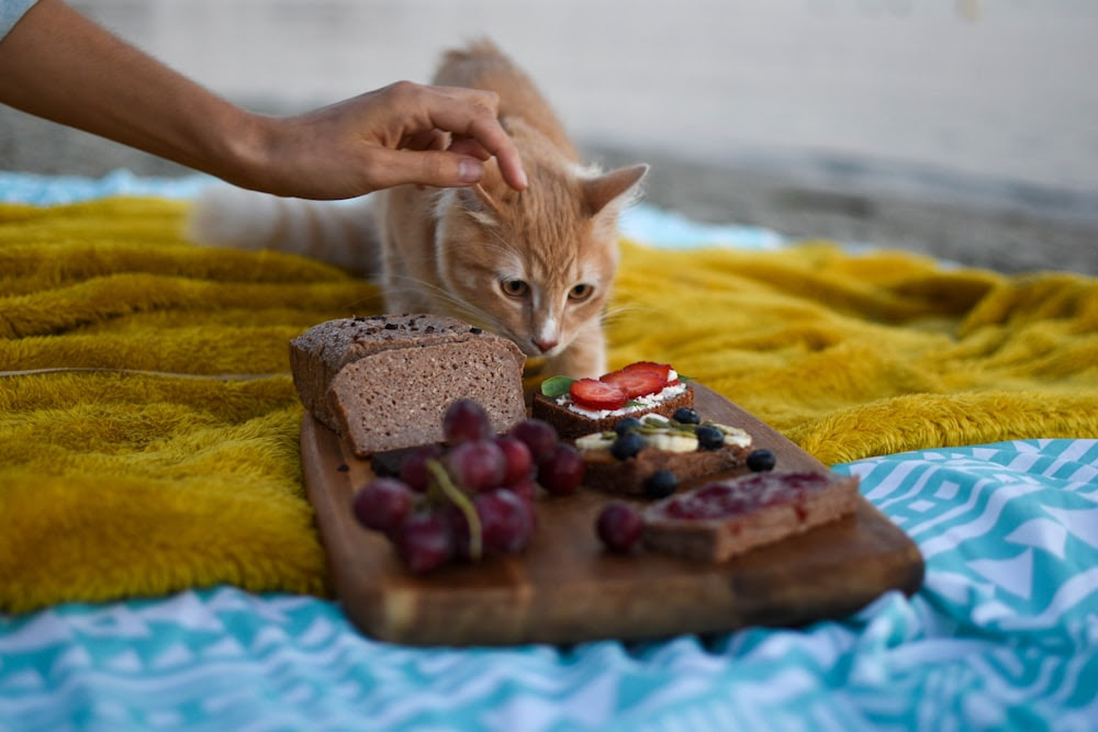 Chat tigré orange sur table en bois marron