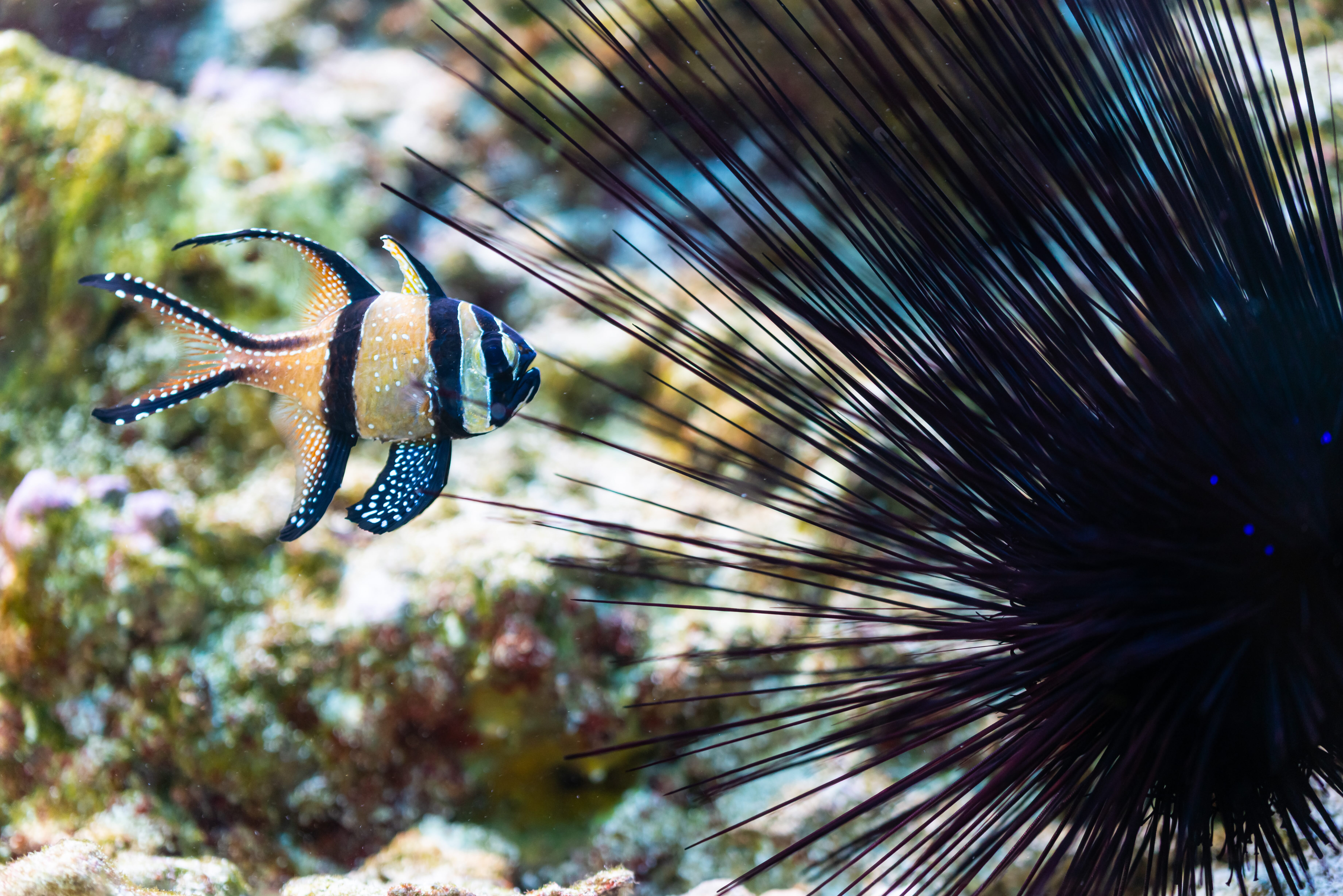 Bangaii Cardinalfish