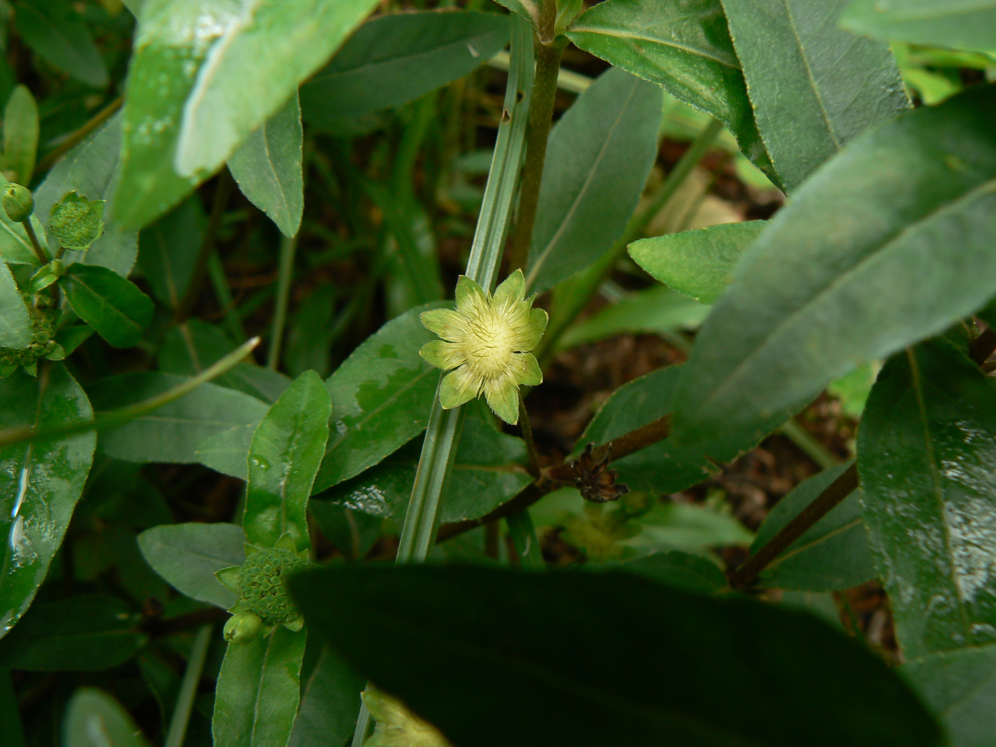 Eclipta prostrata (L.) L.