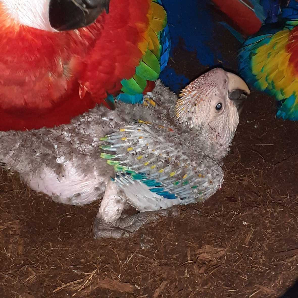 Young baby macaw with some feathers starting to sprout, flanked by parents