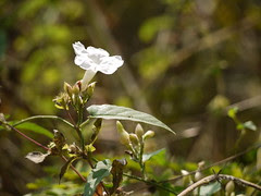 Merremia umbellata subsp. orientalis