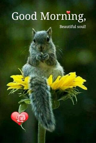 Good-Morning-Squirrel-Beautiful-Soul