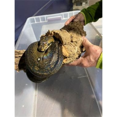 large snake on a log