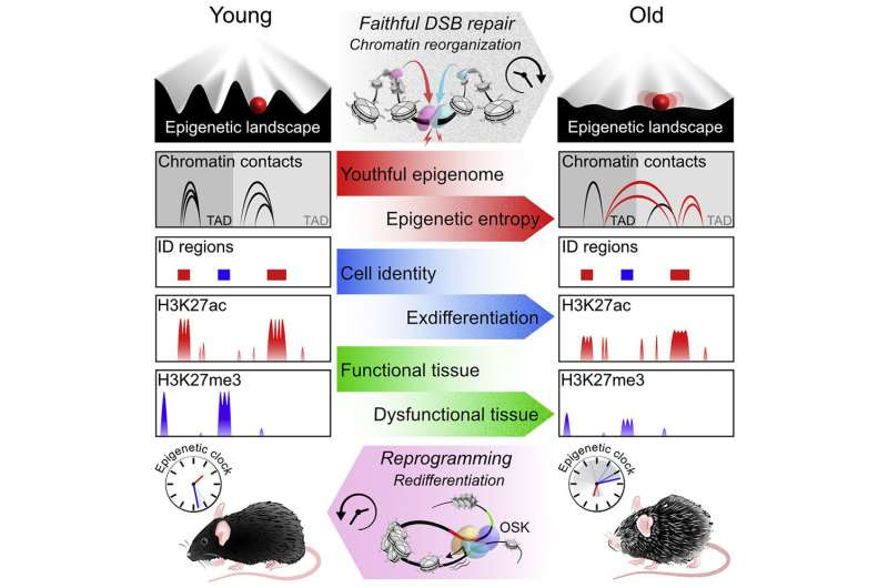 Loss of epigenetic information can drive aging, restoration can reverse it