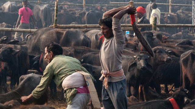 A devotee slaughters a water buffalo during the celebration of the Gadhimai festival on November 28 in Bariyarpur, Nepal. Held every five years at the Gadhimai temple of Bariyarpur, the festival is the world's largest slaughter of animals, during which between thousands of water buffaloes, pigs, goats, chickens, rats and pigeons are slaughtered in order to please Gadhimai, the Goddess of Power.