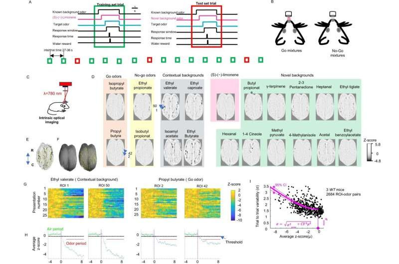 New study may help to explain smell challenges in individuals with autism