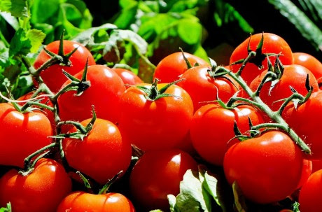 Tomatoes - Public Domain